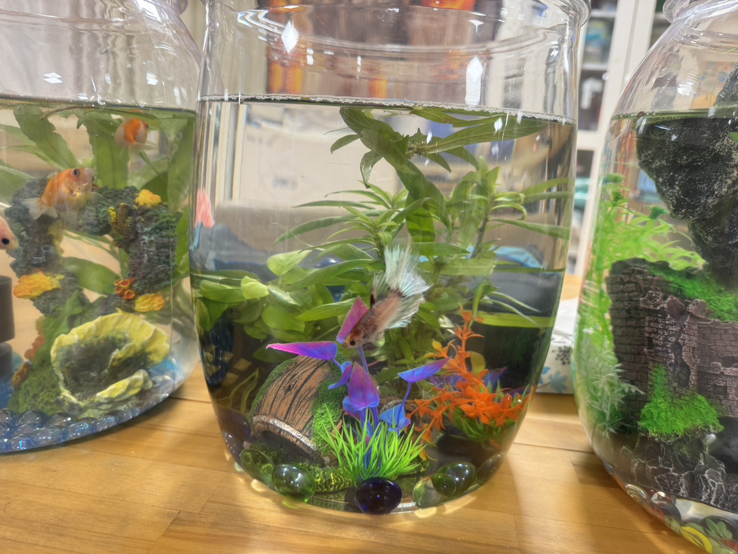 熱帯魚の飼育をはじめました